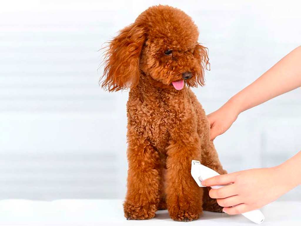 ماشین اصلاح موی حیوانات خانگی شیائومی Xiaomi Pawbby Pet Hair Clippers